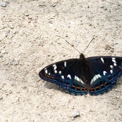 Limenitis populi (bělopásek topolový), IT, San Leonardo, Jižní Tyrolsko