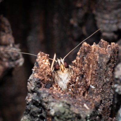 Amphipyra pyramidea (blýskavka ořešáková), Žebětín