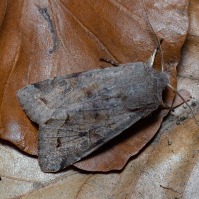 Orthosia incerta (jarnice březnová), Kývalka