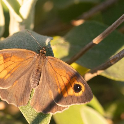 Maniola jurtina (okáč luční), GR, Troumpetas, Korfu