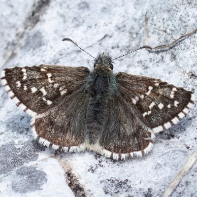Pyrgus andromedae (-), IT, Tre Cime, Jižní Tyrolsko