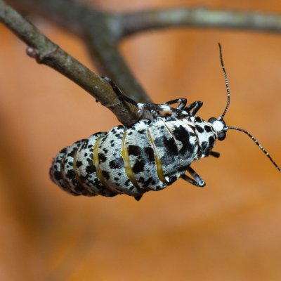 Erannis defoliaria (tmavoskvrnáč zhoubný), Kývalka