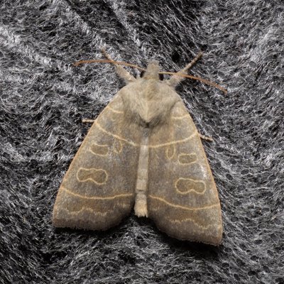 Ipimorpha subtusa (blýskavka topolová), Augšperský potok