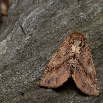 Ptilodon capucina (hřbetozubec olšový), Podkomorské lesy, Kopeček