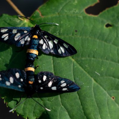 Amata phegea (běloskvrnáč pampeliškový), Žebětín