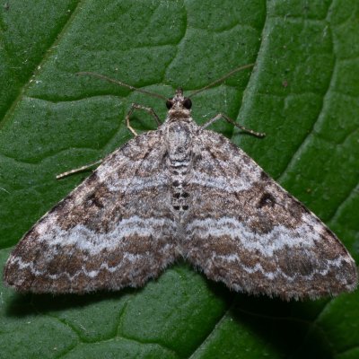 Epirrhoe molluginata (píďalka svízelová), Kateřinská jeskyně