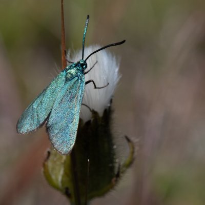 Adscita sp., HR, Velika kosa, Velebit
