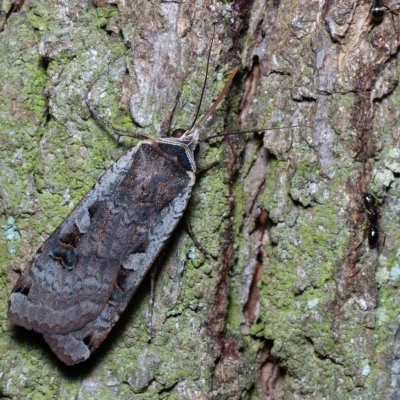 Noctua pronuba (osenice šťovíková), Kamenný vrch