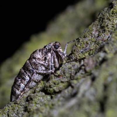 Agriopis leucophaearia (tmavoskvrnáč dubový), Kývalka