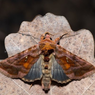 Autographa jota (kovolesklec hluchavkový), NPP Jeskyně Pekárna