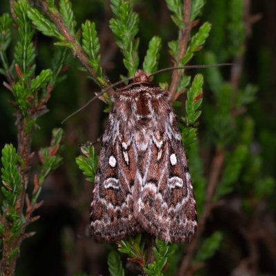 Lycophotia porphyrea (osenice pruhovaná), PP Pohoří na Šumavě