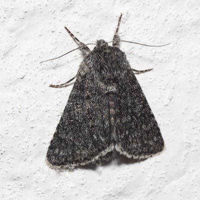 Acronicta euphorbiae (šípověnka pryšcová), IT, San Leonardo, Jižní Tyrolsko