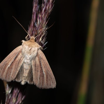 Mythimna impura (plavokřídlec luční), Říčky