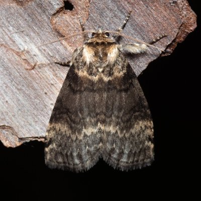 Tetheella fluctuosa (můřice březová), NPR Radostínské rašeliniště