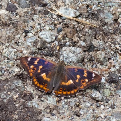 Apatura ilia (batolec červený), SK, Štôla