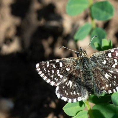 Pyrgus malvae (soumračník jahodníkový), PR Kamenný vrch