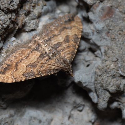 Nycterosea obstipata (píďalka tažná), HR, Jablanac