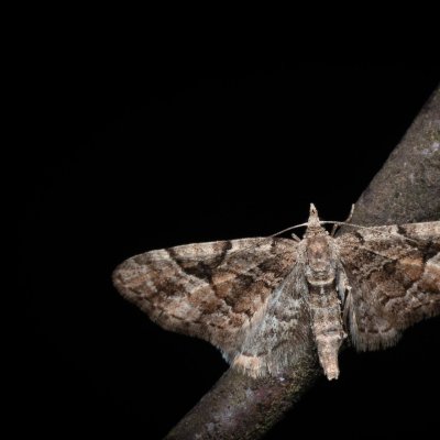 Eupithecia lanceata (píďalička smrčinová), PR Pavlovské mokřady