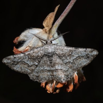 Synopsia sociaria (různorožec janovcový), PP Skalky u Sedlece