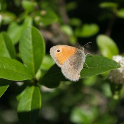 Coenonympha pamphilus (okáč poháňkový), NPR Zahrady pod Hájem