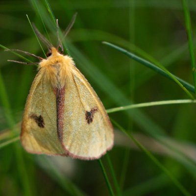 Diacrisia sannio (přástevník chrastavcový), PP Obůrky - Třeštěnec