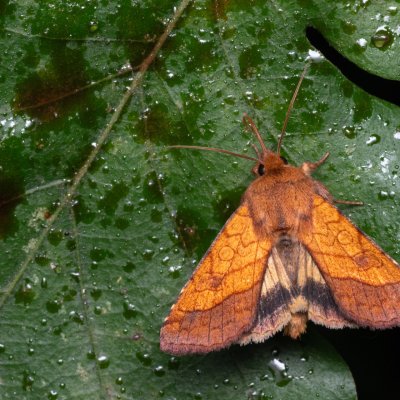 Pyrrhia umbra (černopáska kakostová), NPP Pouzdřanská step - Kolby