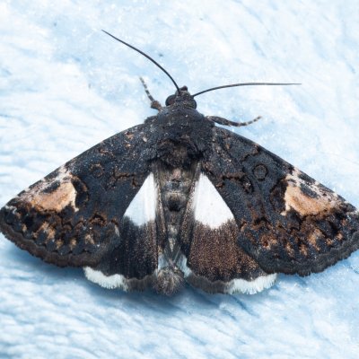 Aedia funesta (hnědopáska opletníková), Žebětín