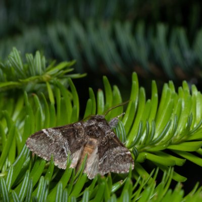 Drymonia dodonaea (hřbetozubec hnědý), Devět křížů