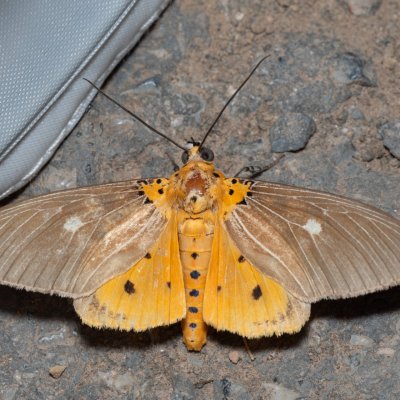 Asota caricae (-), TH, Khao Sok