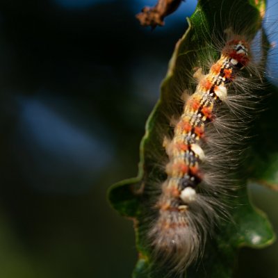 Moma alpium (šípověnka dubová), Žebětín