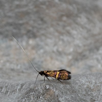 Nemophora associatella (-), Kateřinská jeskyně