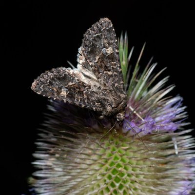Apamea furva (šedavka temná), Kývalka
