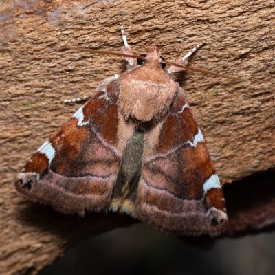 Cosmia diffinis (blýskavka jilmová), PR Svatý kopeček