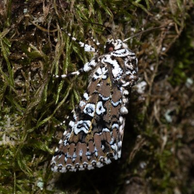 Lamprosticta culta (pestroskvrnka trnková), HR, Krasno