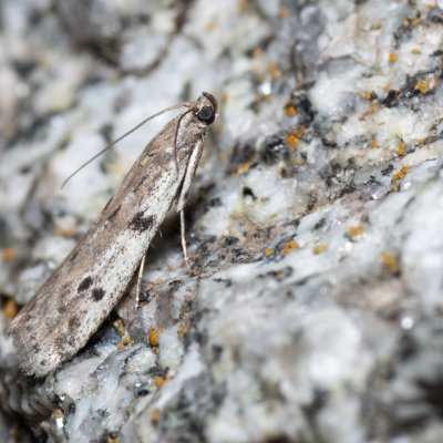 Phycitodes binaevella (-), SK, Štôla