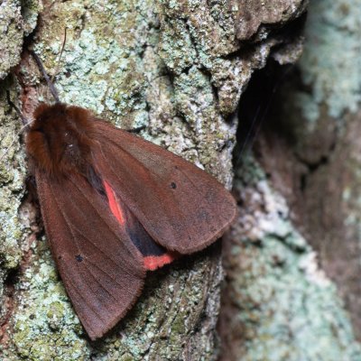 Phragmatobia fuliginosa (přástevník šťovíkový), Žebětín