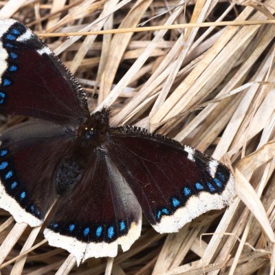 Nymphalis antiopa (babočka osiková), PR Pavlovské mokřady