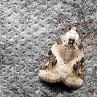 Pseudeustrotia candidula (světlopáska bělavá), Žebětín