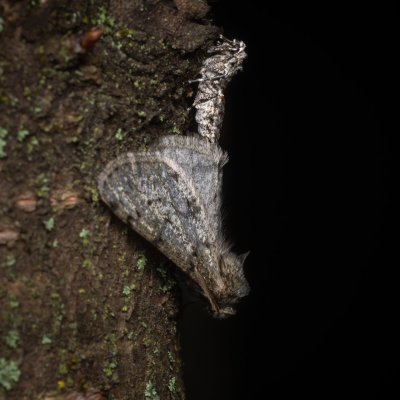 Phigalia pilosaria (drsnokřídlec hrušňový), PR Kamenný vrch