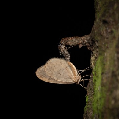 Operophtera brumata (píďalka podzimní), Žebětín