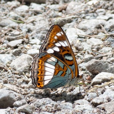 Limenitis populi (bělopásek topolový), SK, Štôla