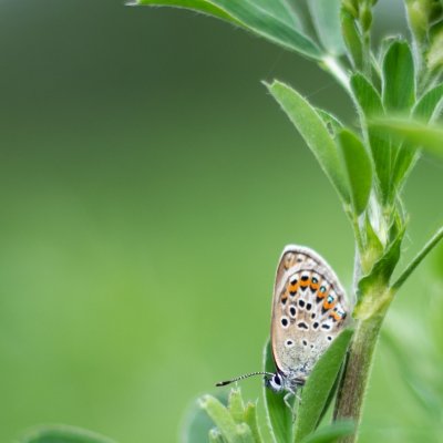 Plebejus argus (modrásek černolemý), Žebětín