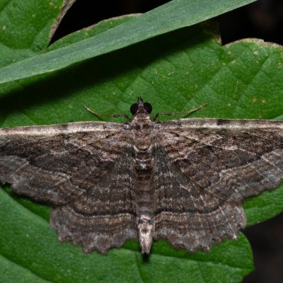 Philereme transversata (píďalka krušinová), NPR Děvín