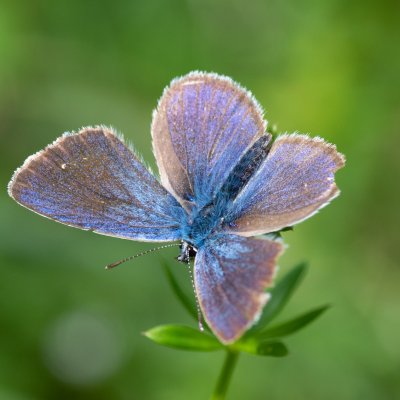 Cyaniris semiargus (modrásek lesní), SK, Štôla
