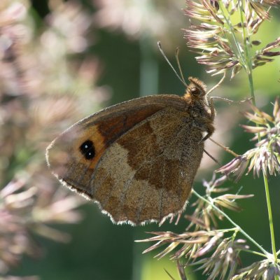 Erebia aethiops (okáč kluběnkový), SK, Štôla