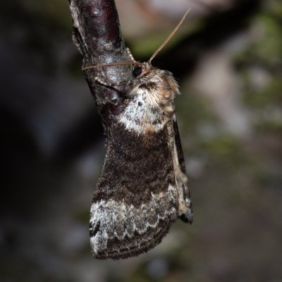 Tetheella fluctuosa (můřice březová), NPR Radostínské rašeliniště