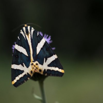 Euplagia quadripunctaria (přástevník kostivalový), PR Rakovecké stráně a údolí bledulí