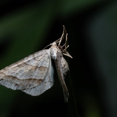 Mesotype parallelolineata (píďalka pampelišková), PP Střelická bažinka