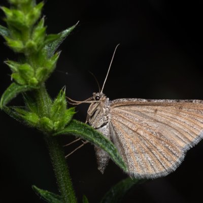 Scotopteryx coarctaria (vlnočárník čilimníkový), NPP Pouzdřanská step - Kolby