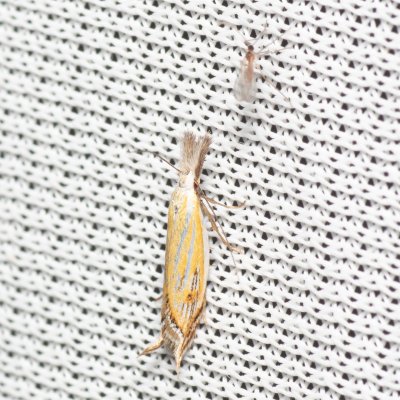 Holoscolia huebneri (-), Hády - lesní lom